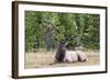 Bull Elk (Cervus Canadensis)-Michael Nolan-Framed Photographic Print