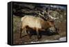 Bull Elk (Cervus Canadensis)-James Hager-Framed Stretched Canvas