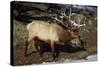 Bull Elk (Cervus Canadensis)-James Hager-Stretched Canvas