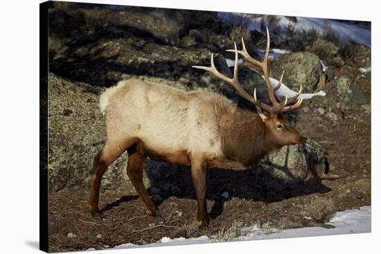 Bull Elk (Cervus Canadensis)-James Hager-Stretched Canvas