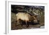 Bull Elk (Cervus Canadensis)-James Hager-Framed Photographic Print