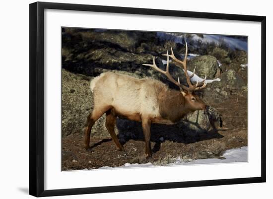 Bull Elk (Cervus Canadensis)-James Hager-Framed Photographic Print