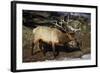 Bull Elk (Cervus Canadensis)-James Hager-Framed Photographic Print