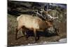 Bull Elk (Cervus Canadensis)-James Hager-Mounted Photographic Print