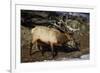 Bull Elk (Cervus Canadensis)-James Hager-Framed Photographic Print