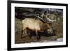 Bull Elk (Cervus Canadensis)-James Hager-Framed Photographic Print