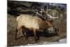 Bull Elk (Cervus Canadensis)-James Hager-Mounted Photographic Print