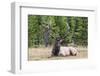 Bull Elk (Cervus Canadensis)-Michael Nolan-Framed Photographic Print