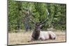 Bull Elk (Cervus Canadensis)-Michael Nolan-Mounted Photographic Print