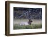 Bull Elk (Cervus Canadensis)-Michael Nolan-Framed Photographic Print