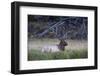 Bull Elk (Cervus Canadensis)-Michael Nolan-Framed Photographic Print