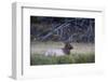 Bull Elk (Cervus Canadensis)-Michael Nolan-Framed Photographic Print