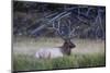 Bull Elk (Cervus Canadensis)-Michael Nolan-Mounted Photographic Print