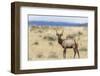 Bull Elk (Cervus Canadensis)-Michael Nolan-Framed Photographic Print