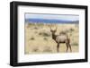 Bull Elk (Cervus Canadensis)-Michael Nolan-Framed Photographic Print