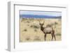 Bull Elk (Cervus Canadensis)-Michael Nolan-Framed Photographic Print