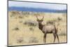 Bull Elk (Cervus Canadensis)-Michael Nolan-Mounted Photographic Print