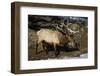 Bull Elk (Cervus Canadensis)-James Hager-Framed Photographic Print