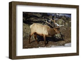 Bull Elk (Cervus Canadensis)-James Hager-Framed Photographic Print