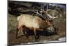 Bull Elk (Cervus Canadensis)-James Hager-Mounted Photographic Print