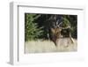 Bull Elk Courting Cow Elk-Ken Archer-Framed Photographic Print