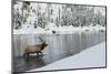 Bull elk crossing river-Ken Archer-Mounted Photographic Print