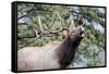 Bull Elk Cry-Michael Peak-Framed Stretched Canvas