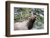 Bull Elk Cry-Michael Peak-Framed Photographic Print