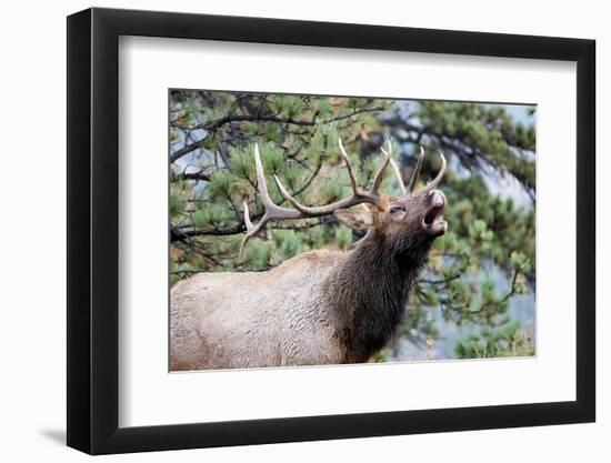 Bull Elk Cry-Michael Peak-Framed Photographic Print