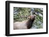 Bull Elk Cry-Michael Peak-Framed Photographic Print