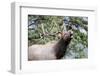 Bull Elk Cry-Michael Peak-Framed Photographic Print