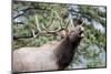 Bull Elk Cry-Michael Peak-Mounted Photographic Print