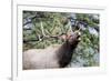 Bull Elk Cry-Michael Peak-Framed Photographic Print