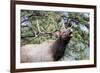 Bull Elk Cry-Michael Peak-Framed Photographic Print