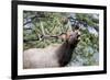 Bull Elk Cry-Michael Peak-Framed Photographic Print