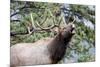 Bull Elk Cry-Michael Peak-Mounted Photographic Print