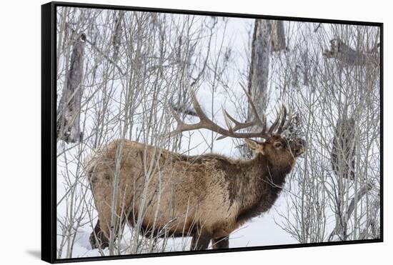 Bull elk feeding on branches in winter. Yellowstone National Park, Wyoming, USA-Chuck Haney-Framed Stretched Canvas