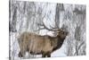 Bull elk feeding on branches in winter. Yellowstone National Park, Wyoming, USA-Chuck Haney-Stretched Canvas