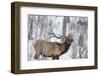 Bull elk feeding on branches in winter. Yellowstone National Park, Wyoming, USA-Chuck Haney-Framed Photographic Print