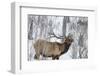 Bull elk feeding on branches in winter. Yellowstone National Park, Wyoming, USA-Chuck Haney-Framed Photographic Print