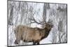 Bull elk feeding on branches in winter. Yellowstone National Park, Wyoming, USA-Chuck Haney-Mounted Photographic Print