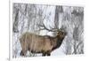 Bull elk feeding on branches in winter. Yellowstone National Park, Wyoming, USA-Chuck Haney-Framed Photographic Print