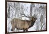 Bull elk feeding on branches in winter. Yellowstone National Park, Wyoming, USA-Chuck Haney-Framed Photographic Print