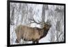 Bull elk feeding on branches in winter. Yellowstone National Park, Wyoming, USA-Chuck Haney-Framed Photographic Print