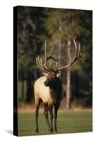 Bull Elk in Field-DLILLC-Stretched Canvas