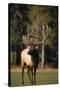 Bull Elk in Field-DLILLC-Stretched Canvas