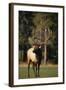 Bull Elk in Field-DLILLC-Framed Photographic Print