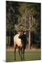 Bull Elk in Field-DLILLC-Mounted Photographic Print