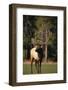 Bull Elk in Field-DLILLC-Framed Photographic Print