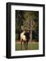 Bull Elk in Field-DLILLC-Framed Photographic Print